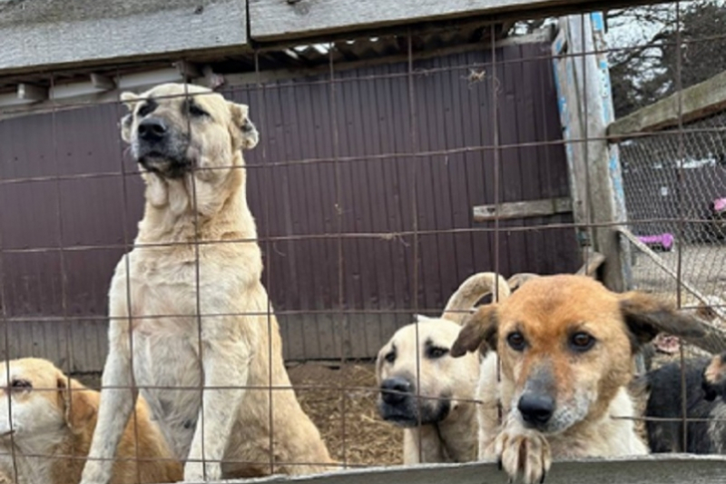 На Кубани хозяйка частного приюта бросила на произвол судьбы 50 собак