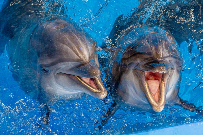 Оштрафовали директора дельфинария Севастополя, выпустившего в море дельфинов