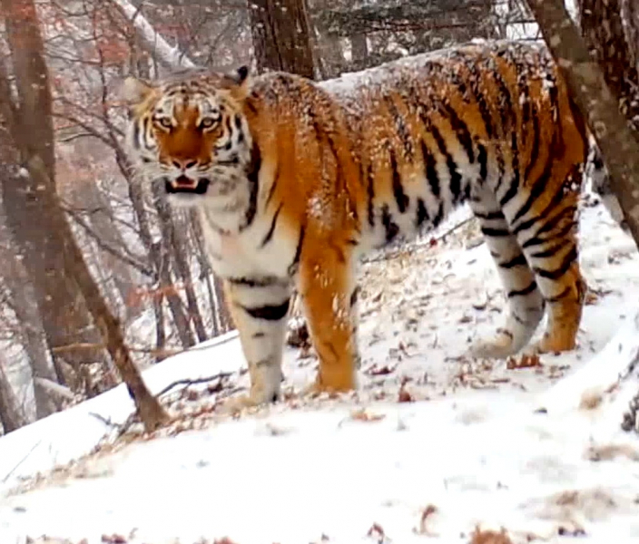 Материнский зов тигрицы впервые записала фотоловушка "Земли леопарда" в Приморье (видео)