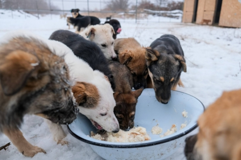 Запретят подкармливать бездомных собак в общественных местах в одном из регионов России