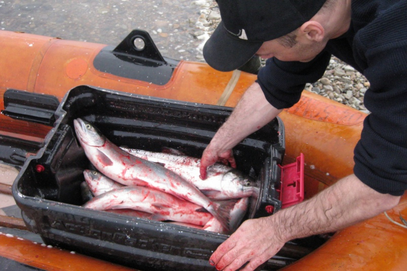 Красной рыбы на Дальнем Востоке в этом году будет предостаточно, но цены будут высокими