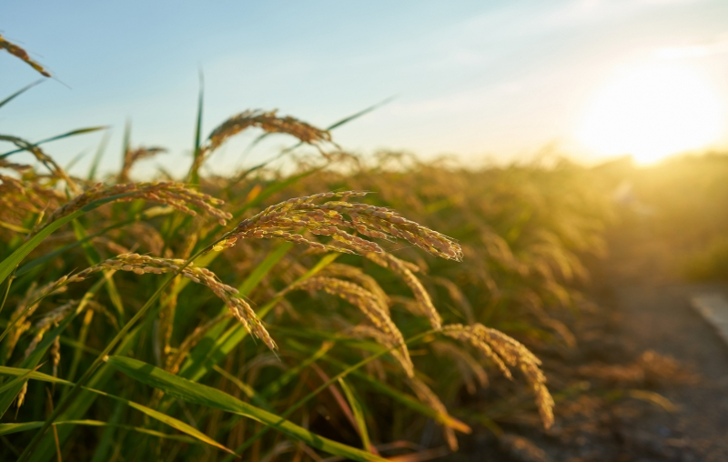 20 тысяч тонн риса планируют собрать аграрии Крыма в 2023 году