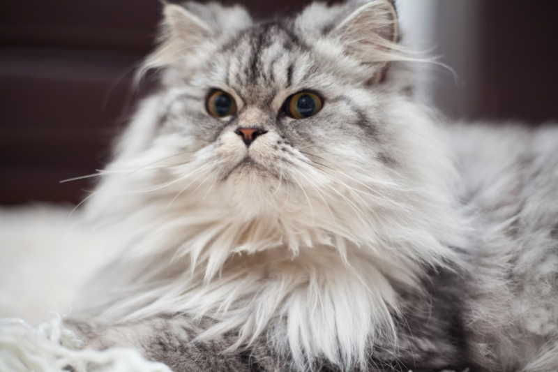 "Росгосстрах" застраховал знаменитых котов из Эрмитажа