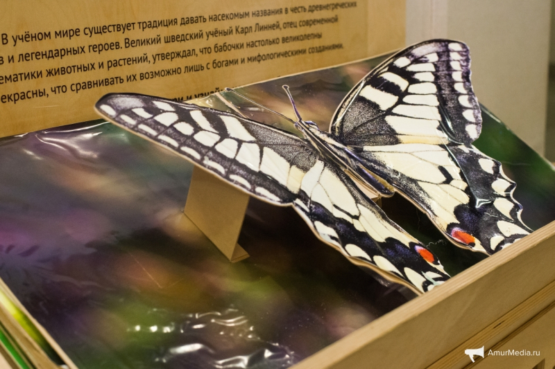 Исповедь коллекционера: В погоне за редкой бабочкой можно и умереть