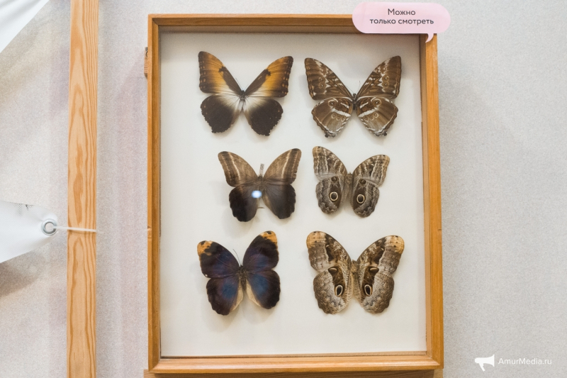 Исповедь коллекционера: В погоне за редкой бабочкой можно и умереть