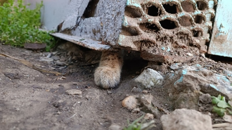 "Неужели это сервалы!": в Краснодаре прекрасные животные стали узниками холодного гаража