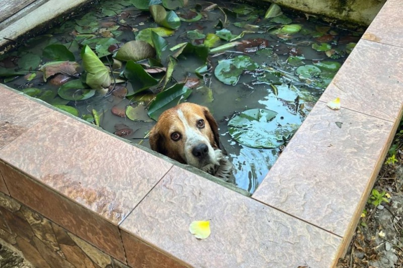 Чужая собака залезла в бассейн частного дома в Новороссийске и отказалась уходить