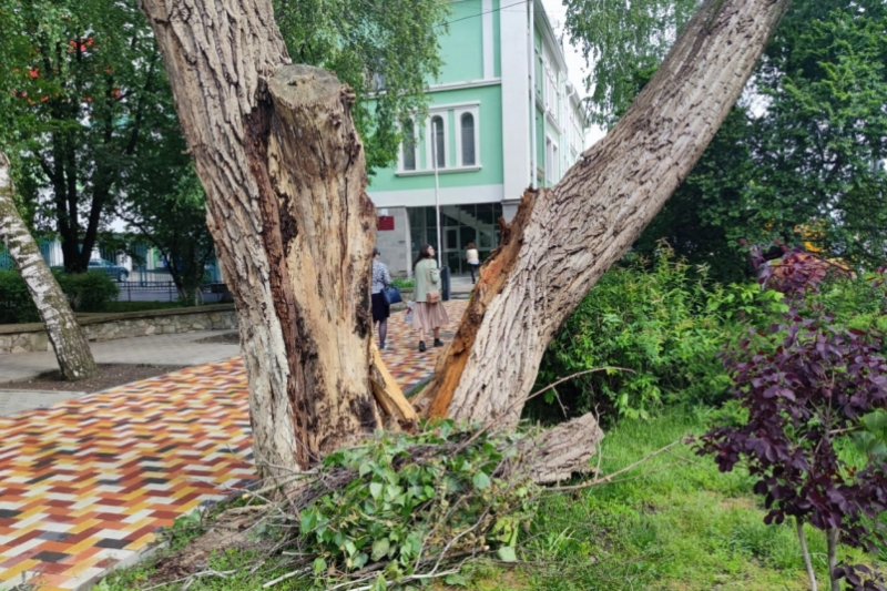 Дерево упало на 32-летнюю женщину в Симферополе
