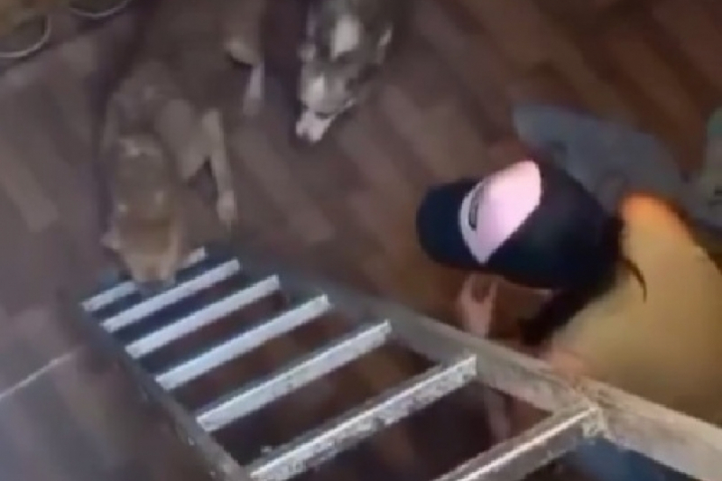 Доставали из подвала "скелеты": волонтеры спасли собак, запертых в гараже
