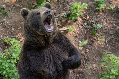 Медведицу с пестуном ликвидировали в Магадане