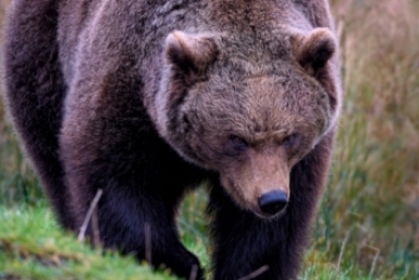 Медведицу с пестуном ликвидировали в Магадане