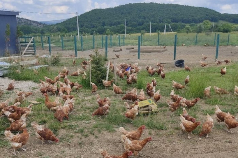 5 млн рублей выделят на поддержку производства яиц и выращивание кур в Севастополе