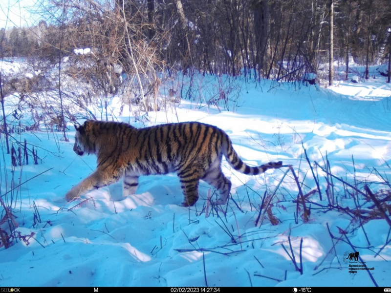 Пересчитают всех: тигры в Хабаровском крае обходят владения