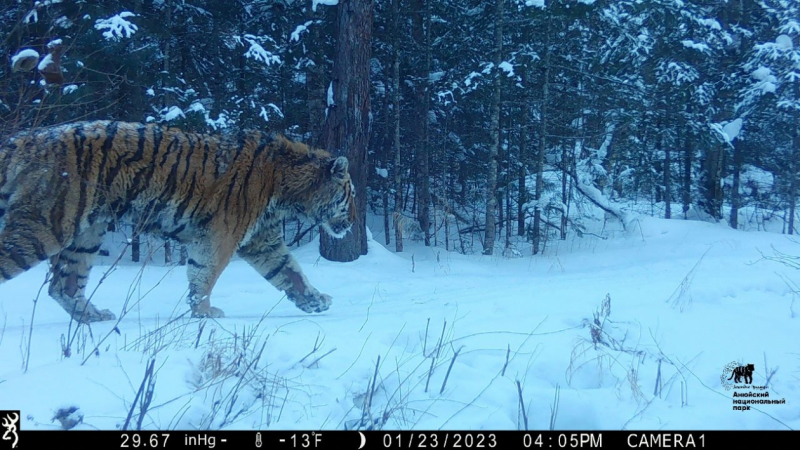 Пересчитают всех: тигры в Хабаровском крае обходят владения