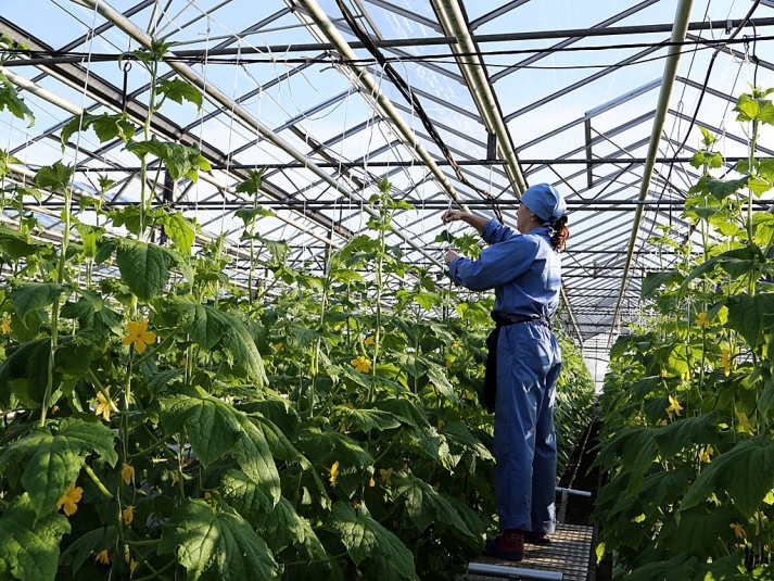 712 млн рублей выделили на развитие сельского хозяйства и других комплексов в Севастополе
