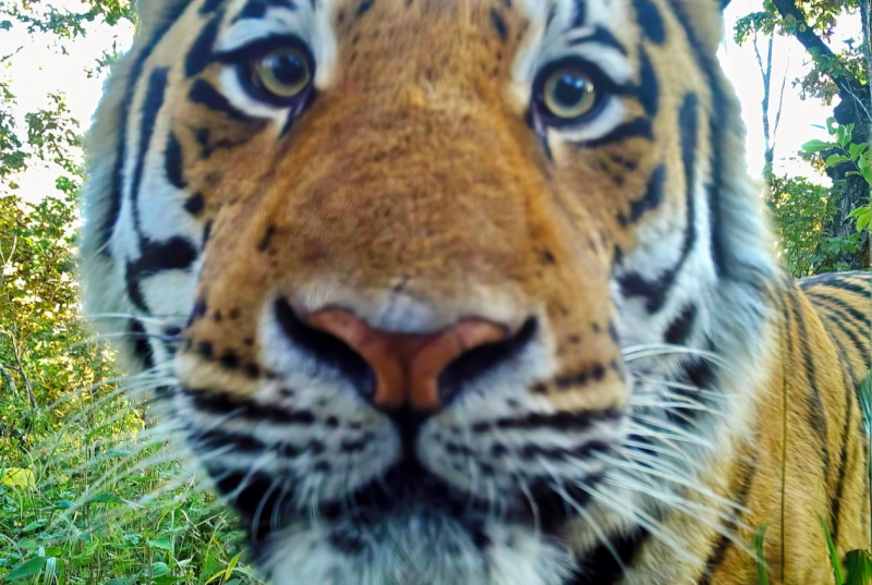 Амурский тигр сделал крутое селфи в нацпарке в Приморье