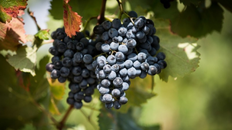 К уборке винограда приступили в Крыму