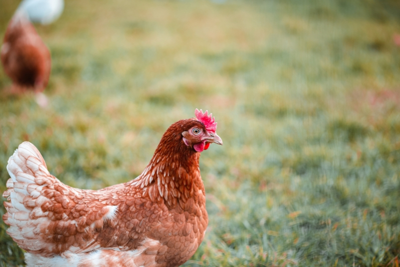 Новая птицеводческая ферма по производству яиц появилась в Крыму