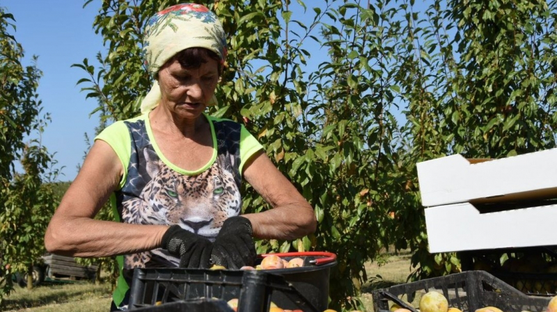 Около 1 тысячи тонн сливы и алычи собрали в садах Крыма