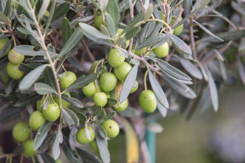Оливки и киви начали выращивать в Крыму