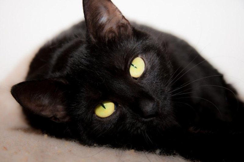 Странные приметы: ТЕСТ для тех, кто не боится черной кошки