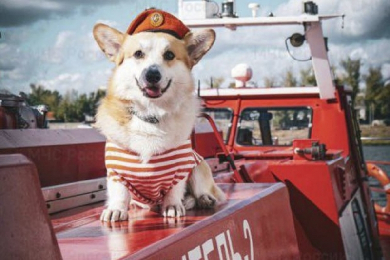 Пёс по кличке Коди вступил в отряд корги-спасателей