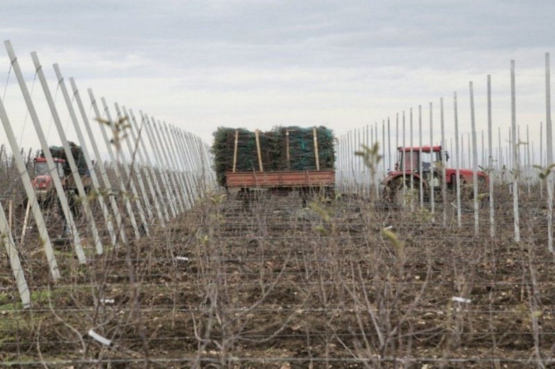 900 га плодовых садов планируют заложить в Крыму в этому году