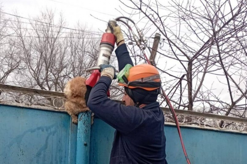 Кота-охотника и его добычу спасли сотрудники ПАСС СК в селе Ставрополья