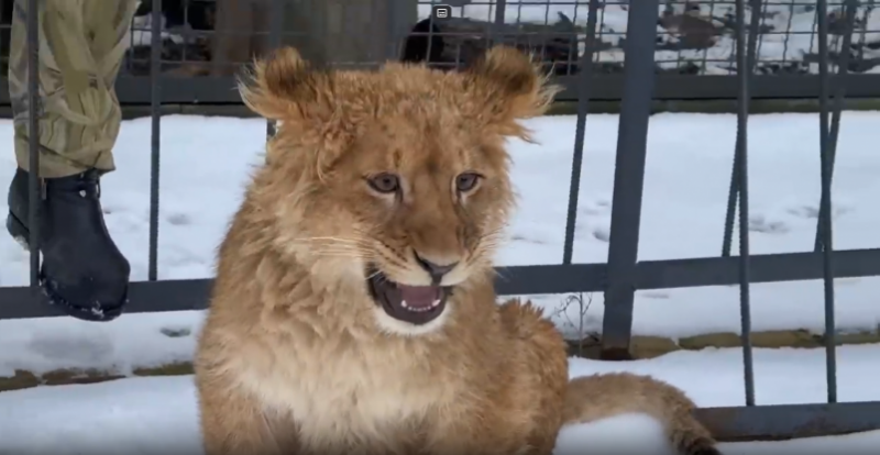 Львёнок из крымского парка впервые вышел на прогулку после карантина