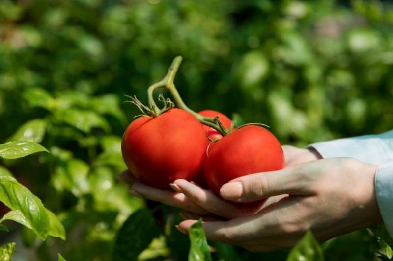 Всего 1 горсть в лунку: секретная подвязка - красные и сочные томаты в 95%
