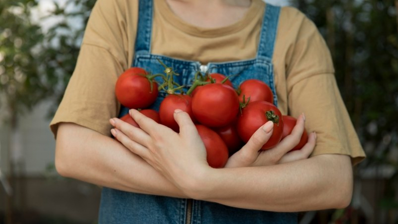 Названы 5 лучших сортов помидоров для посадки на весну 2024 года