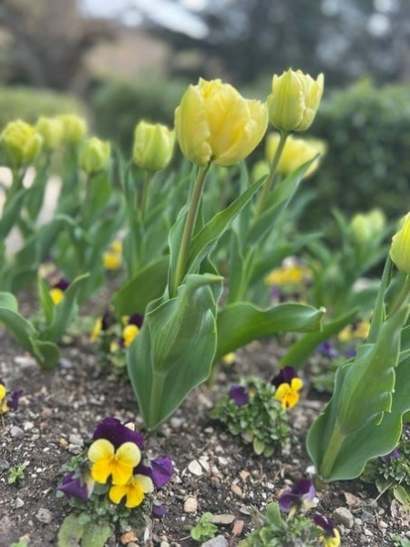 Парад тюльпанов пройдет в Никитском ботаническом саду