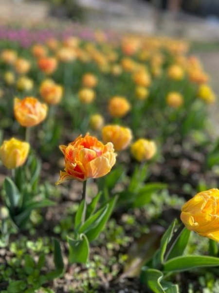 Парад тюльпанов пройдет в Никитском ботаническом саду