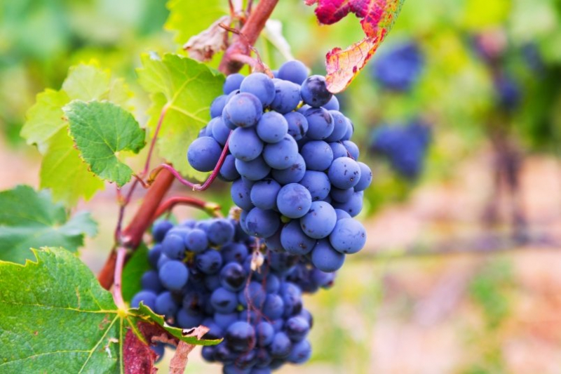 Виноград начнет давать рекордный урожай с июля - малоизвестный раствор на весну