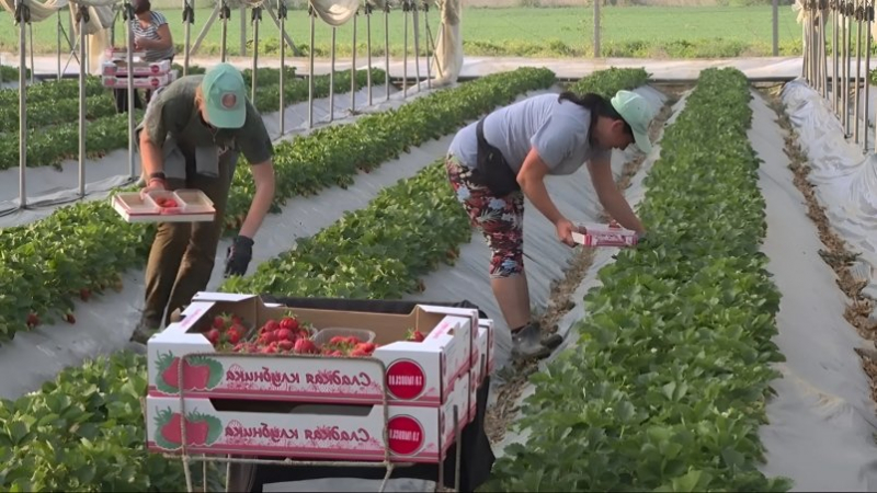 К сбору урожая садовой земляники приступили в Крыму