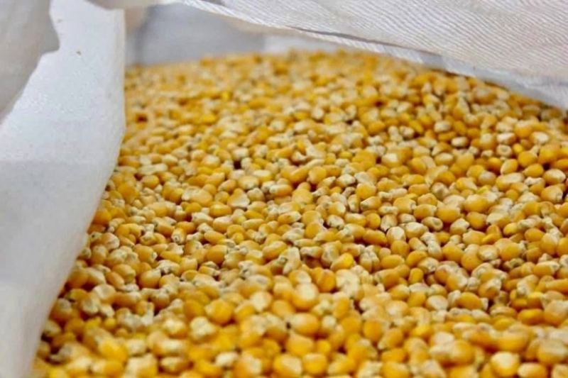 Одним из крупнейших производителей семян кукурузы в России может стать Ставрополье